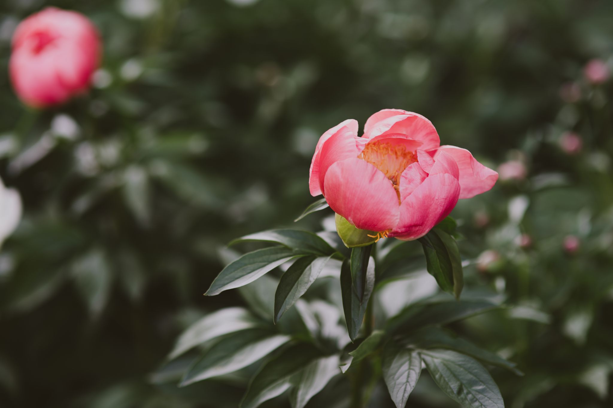 Early morning spring engagement session at Missouri Botanical Garden