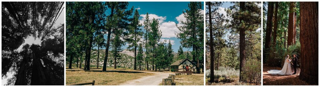 A collage of three images: a black-and-white view looking up at tall trees, a small cabin among pines, and a couple embracing in a forested area—perfect inspiration to elope in California.