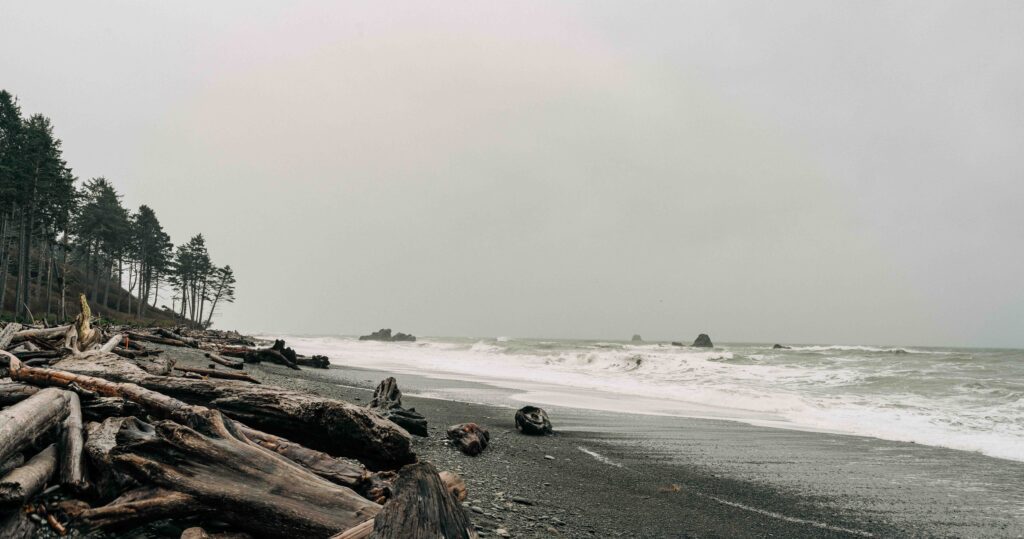 A foggy beach scene with driftwood scattered on the dark sand, waves crashing, and trees lining the shoreline under an overcast sky.